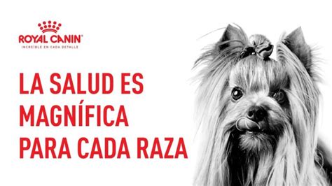 Consejos De Alimentaci N Para Tu Yorkshire Terrier Cuida Su Vitalidad