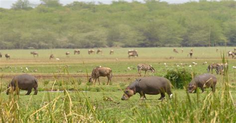 Lake Manyara Ngorongoro Krater Tage Safari Budget Tour Getyourguide