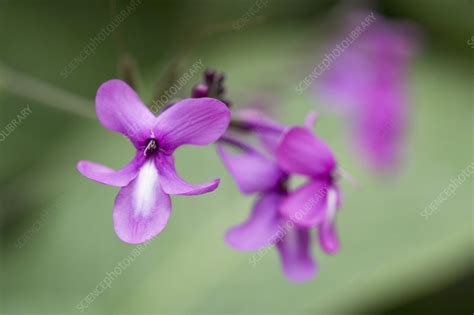 Pseuderanthemum Floribundum Stock Image C0012750 Science Photo