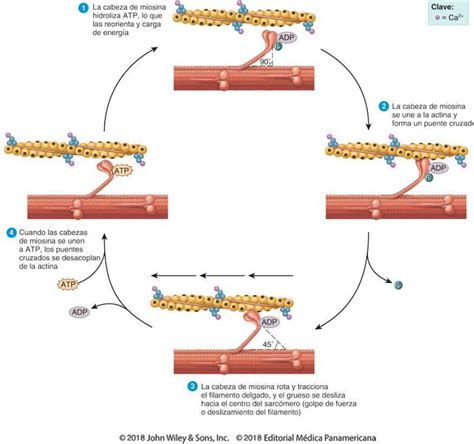 Contracci N Muscular Issuu