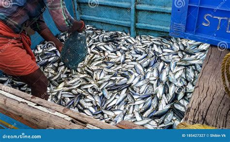 Hombre Recogiendo Los Peces De Un Bote En El Puerto De Chombala