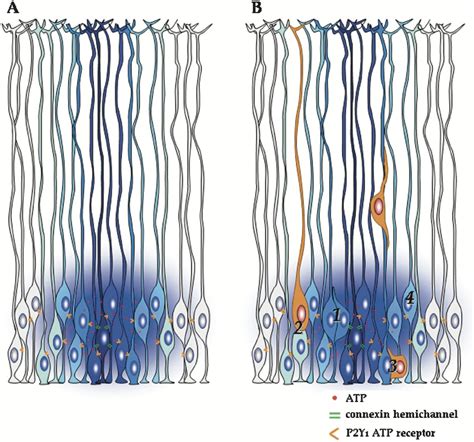 Calcium Waves Rule And Divide Radial Glia Neuron