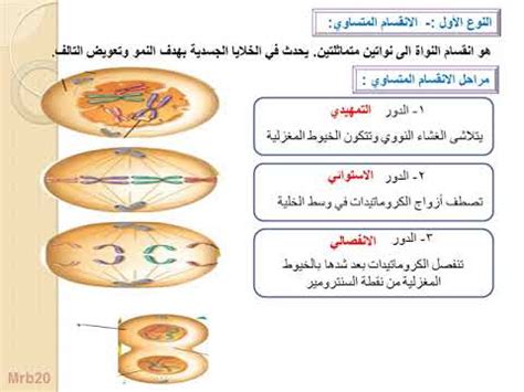 3 فصل انشطة الخلية للصف الثالث المتوسط ف1 2ـ درس انقسام الخلية YouTube