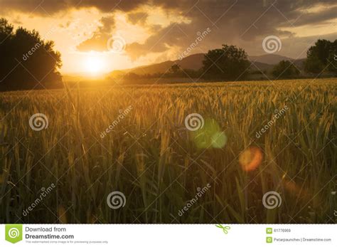 Golden fields stock image. Image of farm, morning, countryside - 61776969