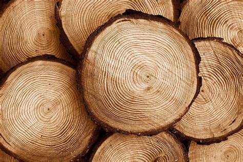 Pine Wood Types Uses And Characteristics