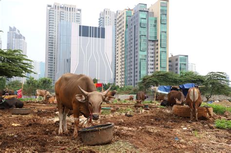 Jelang Hari Raya Idul Adha Penjualan Hewan Kurban Meningkat