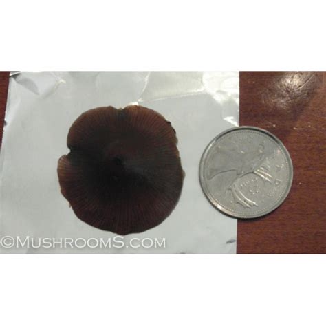 Psilocybe Semilanceata Liberty Cap Mushroom Spore Print