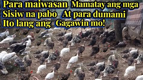 PARA MAIWASAN MAMATAY ANG MGA SISIW NA PABO AT PARA DUMAMI ITO LANG ANG