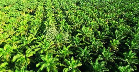 Drone Is Flying Over Young Oil Palm Trees In Plantation Par Punyawee22