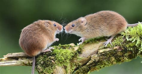 Field Mouse Animal