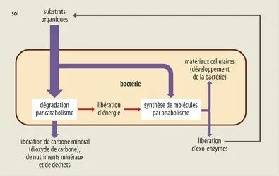 Structure et fonctionnement des écosystèmes Classification thématique