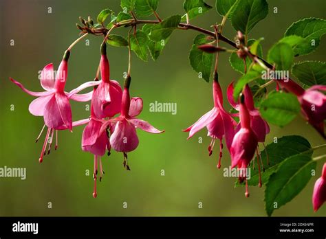 Hanging Flowers Pink