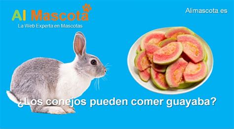 Los Conejos Pueden Comer Guayaba Alimascota Es