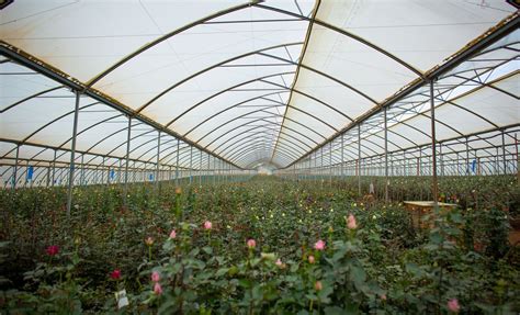 Naivasha Flower Farm in Kenya 2025 - Rove.me