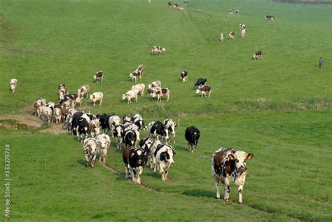 Rentrée des vaches pour la traite Troupeau de vaches normandes et prim