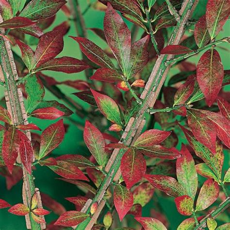 Euonymus Alatus C35 40 50 Cm