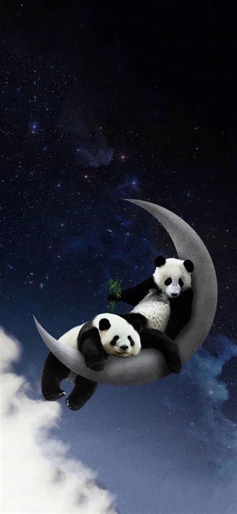 background panda wallpaper  full hd    mobile