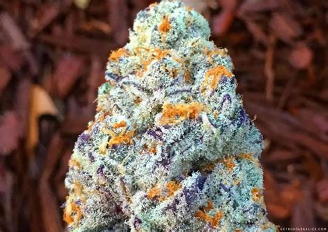 What Is The Best Cannabis Strain For Pain Relief Our Top 10 Picks