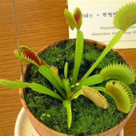 Jual Benih Venus Fly Trap Dionaea Tanaman Karnivora Kab Bantul