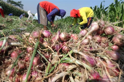 Panen Dini Bawang Merah Karena Serangan Ulat Grayak Antara News