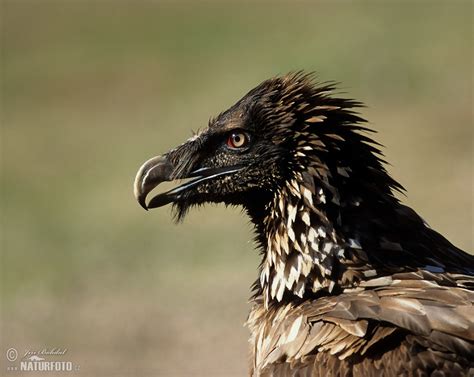 Bearded Vulture Photos, Bearded Vulture Images, Nature Wildlife ...