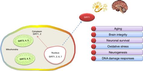 Cellular Localization And Role Of Sirt1 In Nervous System Download Scientific Diagram