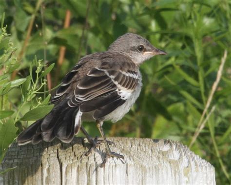 Northern Mockingbird Photos Birdspix