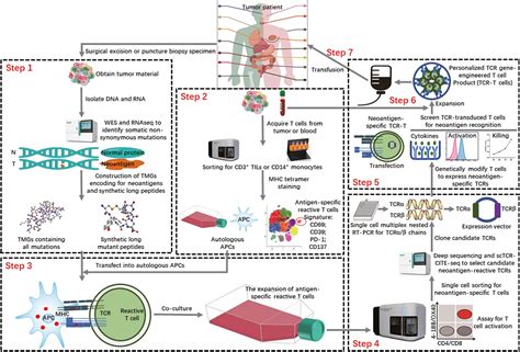 3万字肿瘤新抗原TCR T细胞全流程筛选设计到临床上 特异性 肿瘤 细胞 抗原 设计 健康界