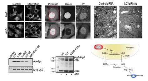 刘伟教授研究组在molecular Cell发表最新研究论文