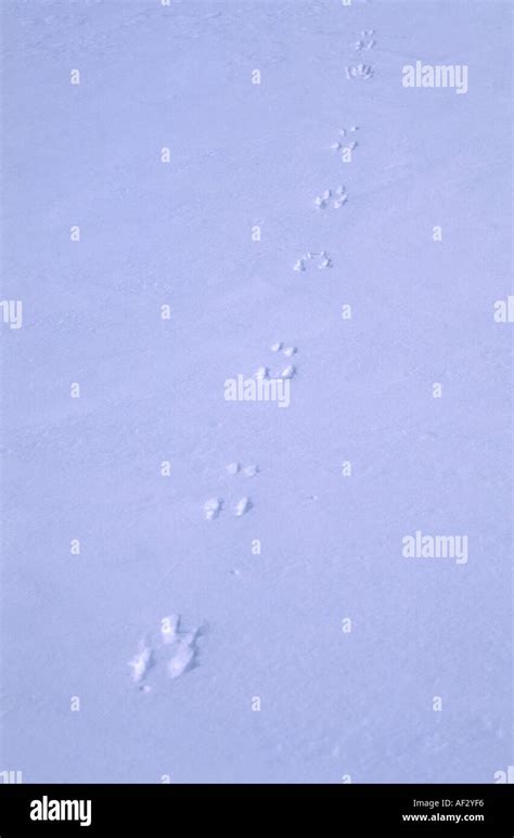 Squirrel tracks in snow Stock Photo - Alamy