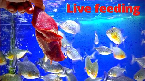 Piranha Fish Eating Meat Piranha Live Feeding Youtube