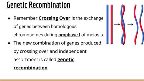 Genetic Recombination In Meiosis