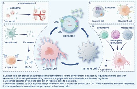 Frontiers Exosomes A Potential Tool For Immunotherapy Of Ovarian Cancer