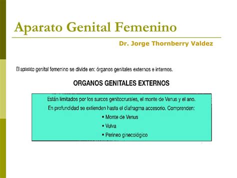 Anatomia Del Aparato Genital Femenino Ahmed Casana Udocz