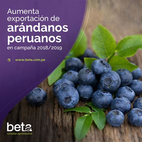 Aumenta exportación de arándanos peruanos en campaña 2018 2019 Beta