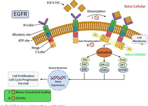 Figure From Insights Into Fourth Generation Selective Inhibitors Of