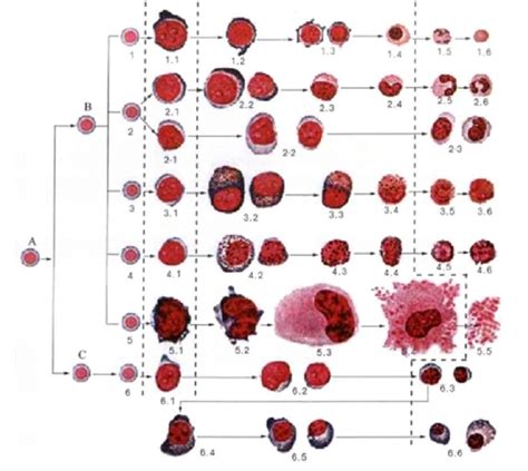 血细胞演变形态图解 综合性临床细胞学图 医学