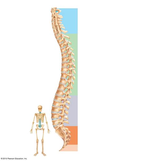 Vertebral Column Diagram Quizlet