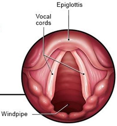 Understanding the Larynx and Its Role: In Tune with Great Health ...