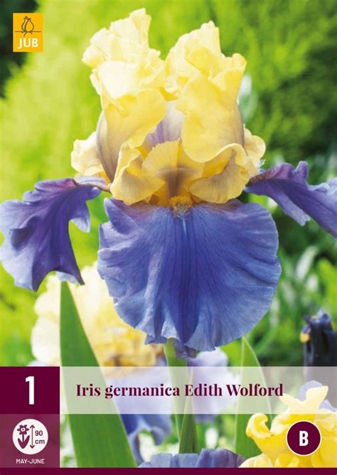 JUB Holland Iris Germanica Edith Wolford Tuincentrum Coppelmans