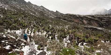 Rwenzori Mountains National Park | Tulambule Uganda Safaris