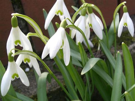 Galanthus nivalis - Common Snowdrop, Flower of Hope | World of Flowering Plants