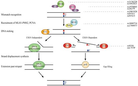 Genetic Polymorphisms Of Dna Repair Pathways In Sporadic Colorectal