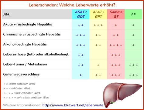 Leberwerte Tabelle Alle Normalwerte