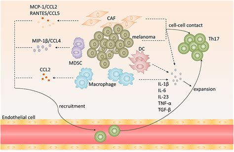 Frontiers Th17 Cells Paradoxical Roles In Melanoma And Potential Application In Immunotherapy