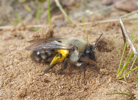 All About Solitary Bees — Edmonton & Area Land Trust