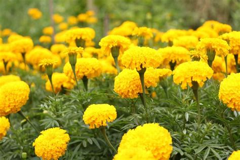 Marigold Flowers Planting Growing And Caring For Marigolds