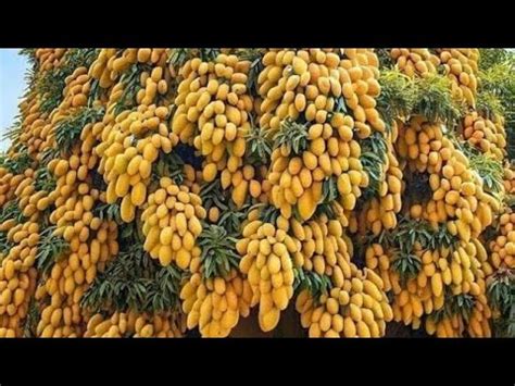 Unique Technique Grafting Mango Tree Using Coconuts Growing Faster