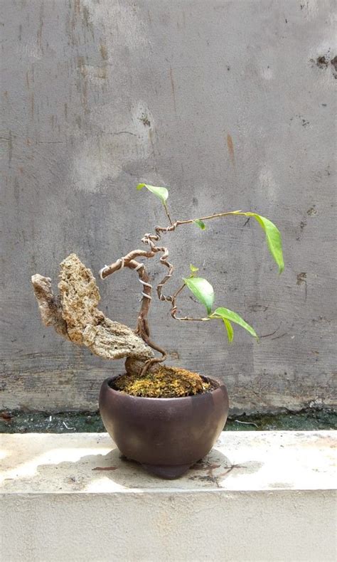 Bonsai Mini Perkebunan Di Carousell