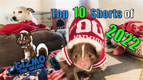 Gizmo The Skunk Top 10 Shorts Of 2022 🦨🥂🥳🍾🦨 Skunks Top10 Youtube